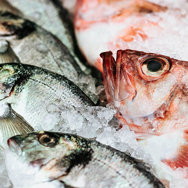 pescado-marisco-fresco-4